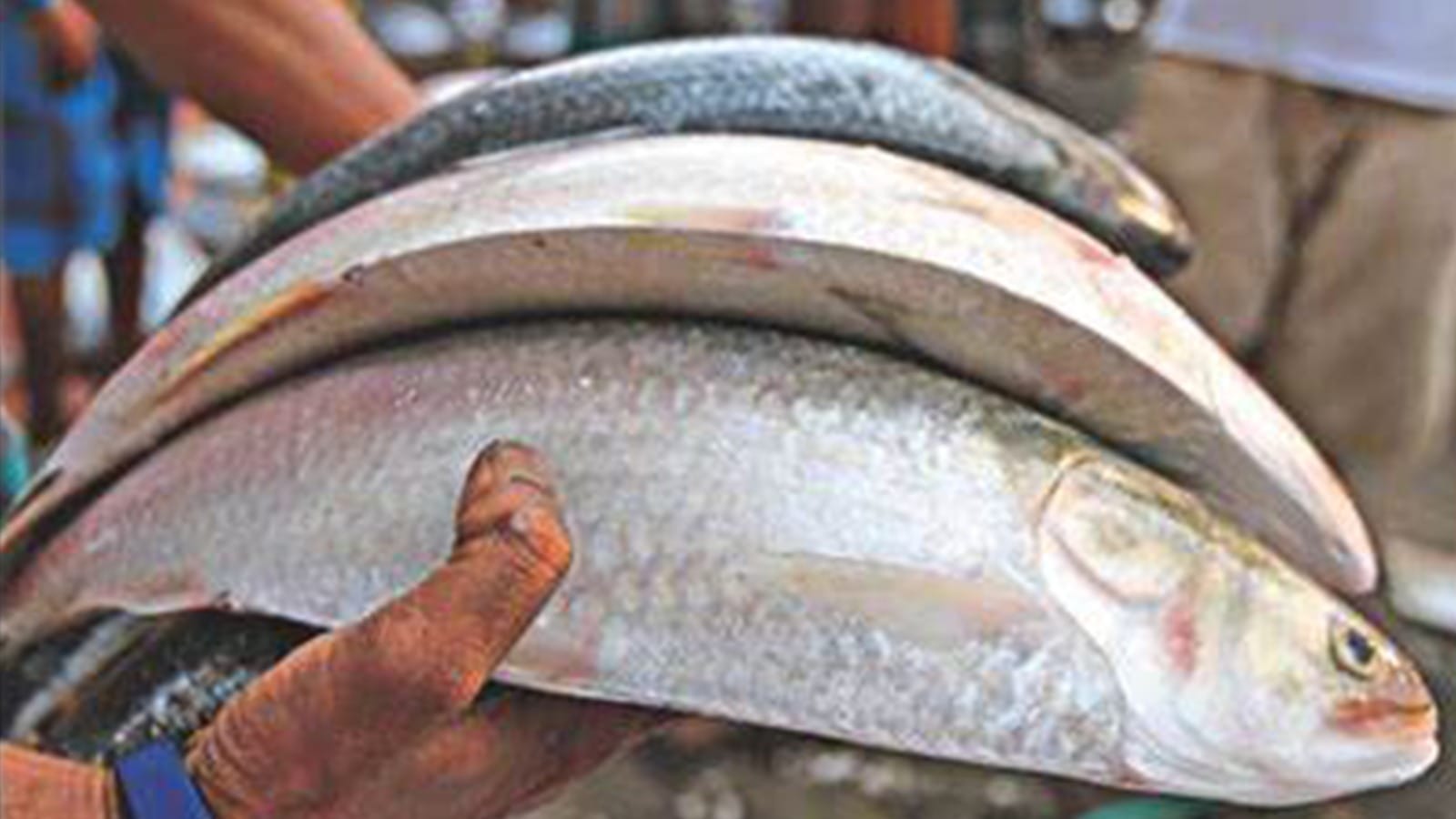 Vitamin D benefits মেঘলা দিনে ভিটামিন ডি কীভাবে পাবেন? Bengali News Benefits of Vitamin D