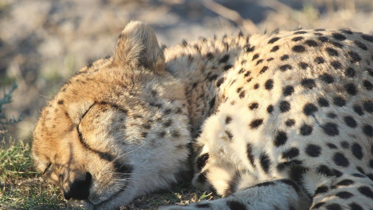 Cheetah Death: তেজসের পর সূরজ, ১ সপ্তাহেই মৃত্যু ২ চিতার! কুনোর জঙ্গলে আর কটা চিতা রইল?