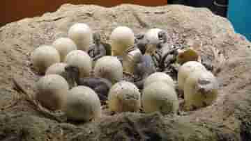 Dinosaur Eggs: ডাইনোসরের ডিমে নাকি জল ঢুকত না! কেমন সাইজ হত ডিমের? জেনে নিন অজানা ইতিহাস