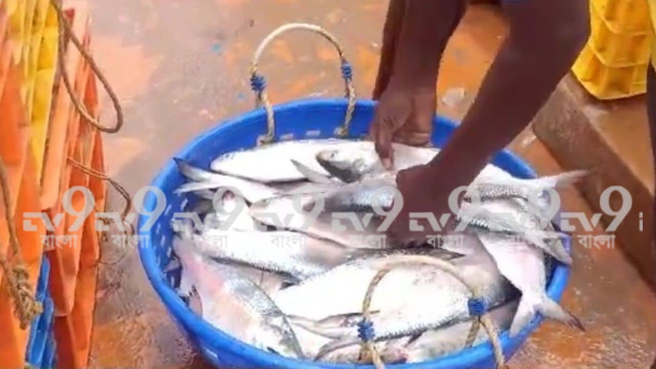 Hilsa price in Kolkata: ৩ দিনে বাজারে ১ হাজার টনের বেশি ইলিশ, দাম কেন কমছে না? ‘টেস্ট’ নিয়েও বাড়ছে চিন্তা