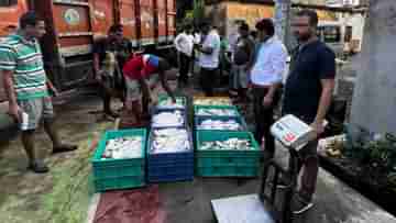 Hilsa fish: ডায়মন্ড হারবারে বাজেয়াপ্ত ৪০০ কেজি খোকা ইলিশ, কোথা থেকে এল? খোঁজ নিচ্ছে পুলিশ