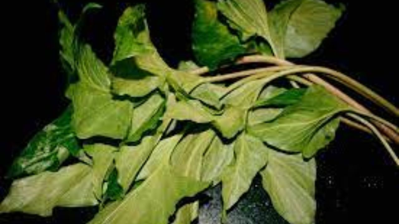 এই পাতার মধ্যে প্রচুর পরিমাণ আয়রন থাকে। থাকে অ্যান্টি এজিং উপাদানও। যা ত্বকের জন্য ভাল। ত্বক সহজে বুড়িয়ে যেতে দেয় না। ত্বক অনেক বেশি টানটান থাকে। 