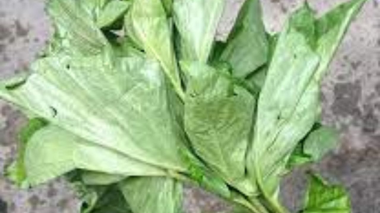 এবার কড়াইতে সরষের তেল গরম করে ওর মধ্যে খারকোল পাতা বাটা দিয়ে দিতে হবে। নেড়ে চেড়ে যত শুকনো হবে ততই ভাল। এতে গলা কম দরবে। এই পাতা খুব ভাল করে ভেজে শুতনো করে নিতে হবে। গরম ভাতের সঙ্গে এই পাতাবাটা খুব ভাল লাগে খেতে। 