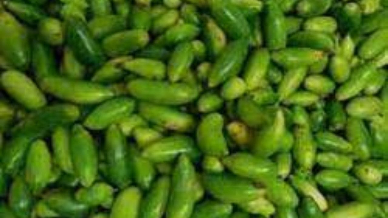 গ্রামের এই সস্তার সবজি অনেকেই মুখে তুলতে চান না। তবে এর উপকারিতা অনেক। অনেকেই আবার পটলের সঙ্গে এই সবজিটি গুলিয়ে ফেলেন। 