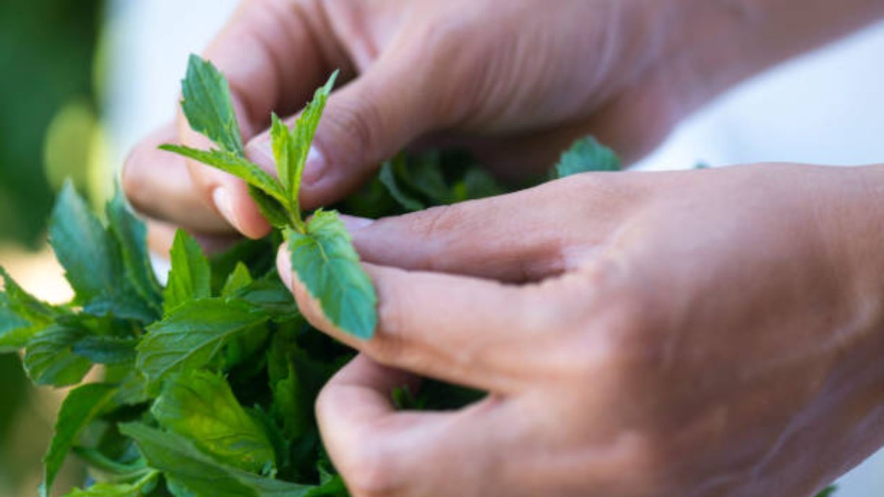 Mint Leaves for Skin বর্ষা আসতেই মুখে হাজারো সমস্যা দেখা দিচ্ছে