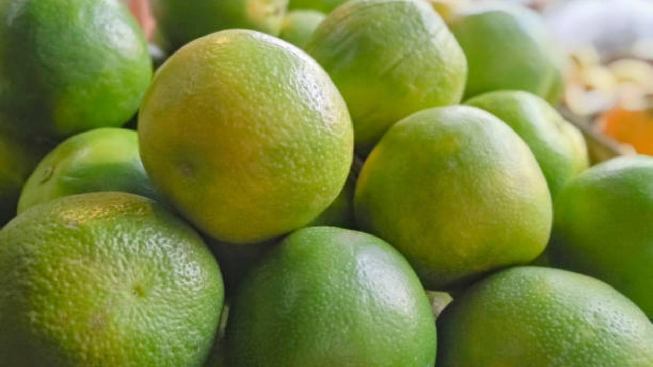 বর্ষায় মুসাম্বি লেবুর রস খান। মুসাম্বি লেবুর মধ্যে রয়েছে ভিটামিন সি, যা দেহে রোগ প্রতিরোধের ক্ষমতা বাড়িয়ে তুলতে সাহায্য করে। পাশাপাশি একাধিক রোগের ঝুঁকি কমায়। 