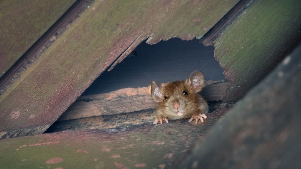 বাড়িতে ইঁদুরকূল কোনও কিছুতে কুটকুট করে কেটে ক্ষতি সৃষ্টি হয় তাহলে বুঝতে হবে শীঘ্রই কোনও খারাপ খবর শুনতে পারেন কয়েকদিনের মধ্যেই। তাই প্রতিটি কাজ সাবধানে করা উচিত।