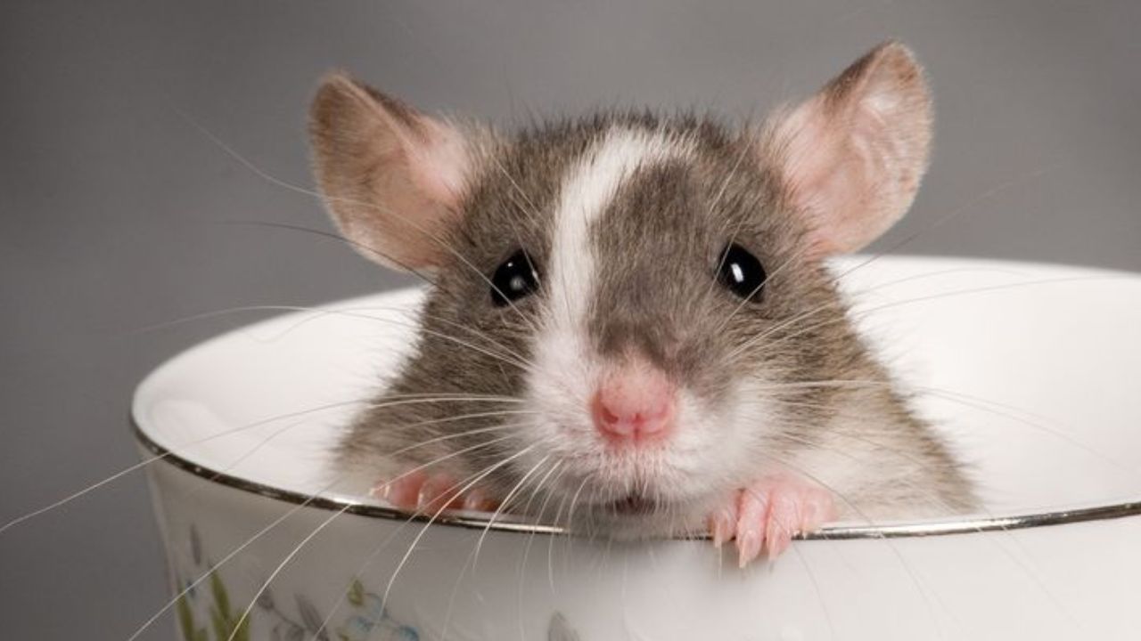 হিন্দু ধর্মে ইঁদুর সাধারণত গণেশের প্রতীক হিসেবে ধরা হয়। তবে বাড়িতে প্রবেশ করে বা গর্তে বসবাস করতে শুরু করে তাহলে ভবিষ্যতের জন্য এটি খুব অশুভ লক্ষণ। বিশ্বাস করা হয়, এর মাধ্যমে শত্রুরা সক্রিয় হতে পারে ও ষড়যন্ত্রের ফাঁদে পা দিতে চলেছেন। সেই সঙ্কেতের আগাম সতর্কবার্তা হিসেবে ইঁদুরের প্রবেশ বেশ শুভ। 