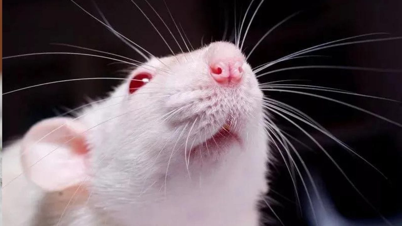 রান্নাঘরে, রাস্তার ধারের খাবার দোকানগুলিতে হামেশাই ধেড়ে ইঁদুর ও নেংটি ইঁদুরের আনাগোনা দেখা যায়। হিন্দু ধর্মে ইঁদুরকে গণেশের বাহন হিসেবে পুজো করা হয়। ধর্মীয় দৃষ্টি থেকে ইঁদুরকে অত্যন্ত শুভ বলে মনে করা হয়। তাই মন্দিরে ইঁদুরের উপদ্রব দেখা দিলেও ইঁদুর কখনও মারা হয় না। কিছু মন্দিরে ইঁদুরের নিয়মিত পুজো করা হয়ে থাকে। 