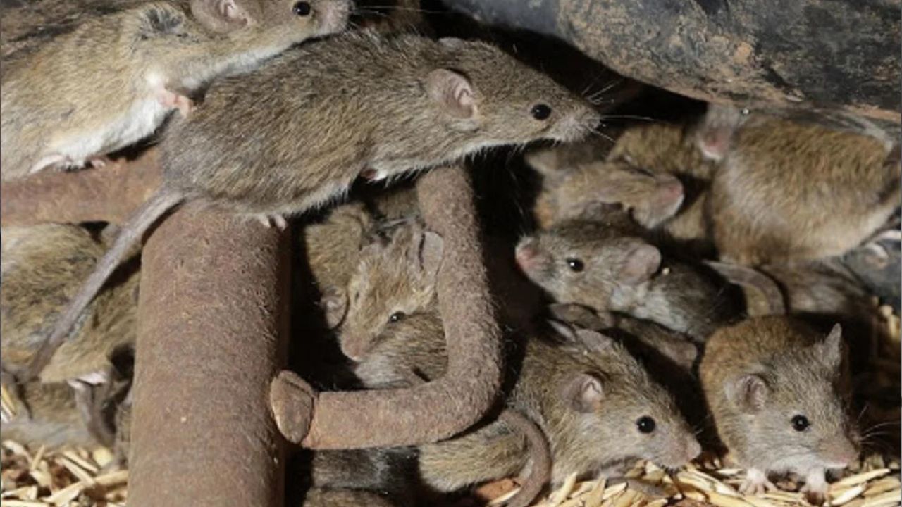 কিছুদিন আগেই দেশের একটি নামী ও বিদেশি সংস্থার সেন্টারের ফুডকোর্টে ঘটে গিয়েছে ইঁদুর-কাণ্ড। টুইটার থেকে জানা গিয়েছে, টেবিলে অর্ডার দিয়ে খেতে যাবেন, এমন সময় উপর থেকে টকাস করে একটি মরা ইঁদুর পড়ল, ঠিক সামনেই। এমন ঘটনায় রীতিমতো ধুন্ধমার কাণ্ড ঘটে গিয়েছে সোশ্যাল মিডিয়া। 