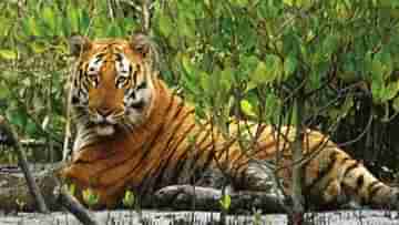 International Tiger Day: দেশে বেড়ে ৩,৬৮২! উত্তরবঙ্গে জোড়া বাঘ, বক্সার জঙ্গলেও ডোরাকাটা