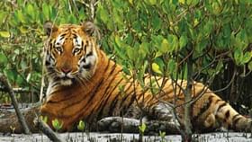 International Tiger Day: দেশে বেড়ে ৩,৬৮২! উত্তরবঙ্গে জোড়া বাঘ, বক্সার জঙ্গলেও ডোরাকাটা International Tiger Day: দেশে বেড়ে ৩,৬৮২! উত্তরবঙ্গে জোড়া বাঘ, বক্সার জঙ্গলেও ডোরাকাটা