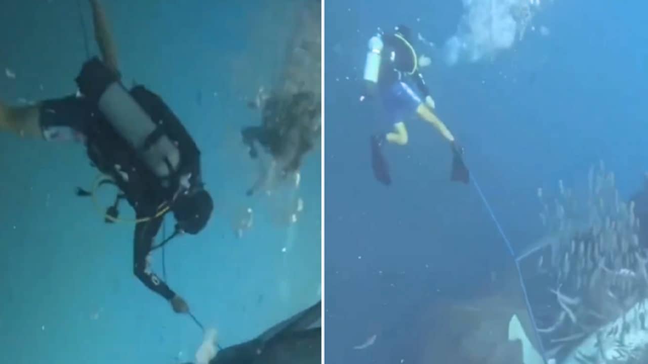 Viral Video: সমুদ্রের অতলে জালে আটকে পড়া বিশাল হাঙরের প্রাণ বাঁচাল ডুবুরিরা, ভাইরাল সেই দুর্লভ ভিডিয়ো