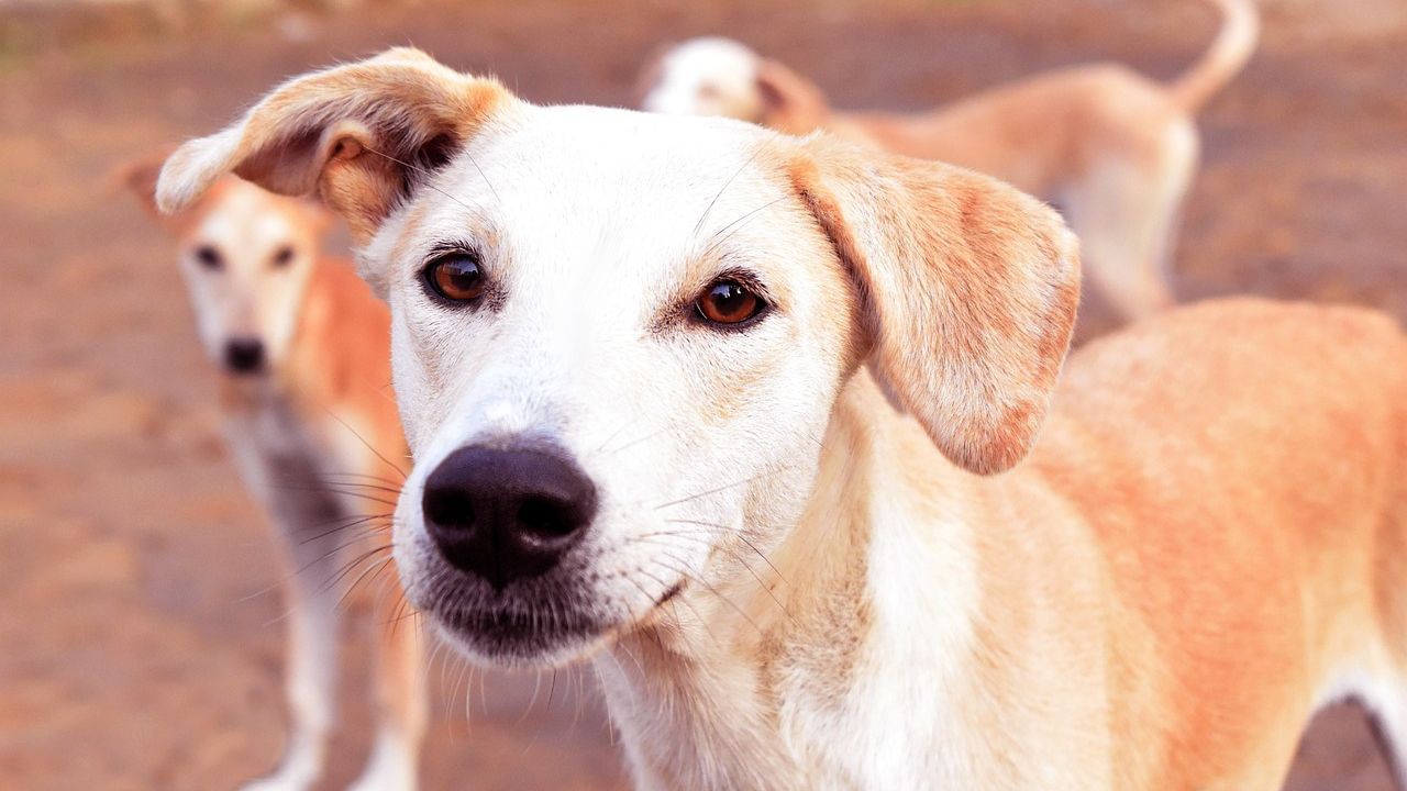 Child Rescued by Dog: রাখে হরি মারে কে! আবর্জনার ব্য়াগে ভরে ফেলে রেখে গিয়েছিল শিশুকন্যাকে, আগলে রাখল চারপেয়ে