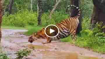 Viral Video: বৃষ্টির আনন্দ নিতে জঙ্গলের রাস্তায় বিশালাকায় বাঘ, জমা জলেই মিটল তৃষ্ণা