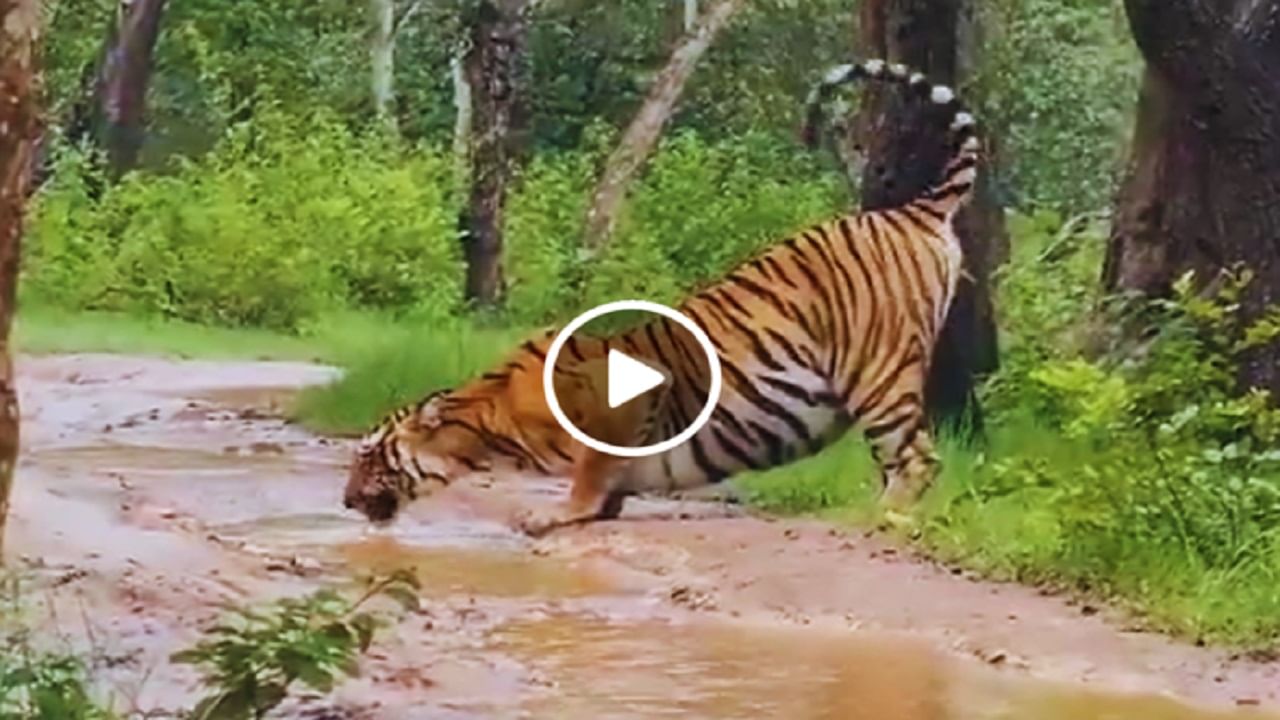 Viral Video: বৃষ্টির আনন্দ নিতে জঙ্গলের রাস্তায় বিশালাকায় বাঘ, জমা জলেই মিটল তৃষ্ণা