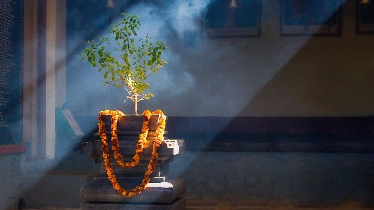 কষ্ট করেও কেষ্ট মিলছে না! আর্থিক সংকটে যদি অনবরত ভুগতেই থাকেন, তাহলে তুলসীর কিছু প্রতিকার মেনে চলা উচিত। সারাজীবন কখনও আর্থিক ঘাটতি দেখা যাবে না।