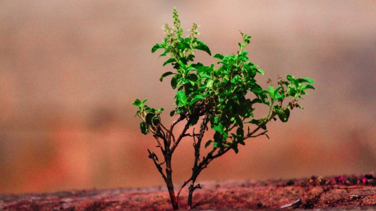 এমন কিছু প্রতিকার রয়েছে যা আর্থিক সংকট দূর করতে সাহায্য করে। ধন-সম্পত্তি এমন অনেক তুলসী প্রতিকার রয়েছে যা আর্থিক সংকট দূর করতে সাহায্য করে।