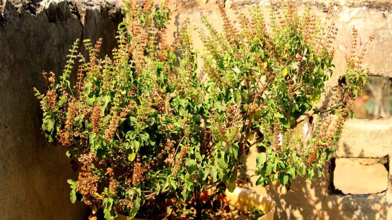 বাস্তু বিশেষজ্ঞদের মতে, অনেকেই জলের বদলে দুধ বা জলের সঙ্গে দুধ মিশিয়ে তুলসীর মূলে ঢালেন। তাতে যদি ভেবে থাকেন সম্পদ বৃদ্ধি হবে হু হু করে, তা একেবারেই ভুল ধারণা। কারণ শুধু দুধ বা জলেতেই ধনলক্ষ্মী তুষ্ট হন না।