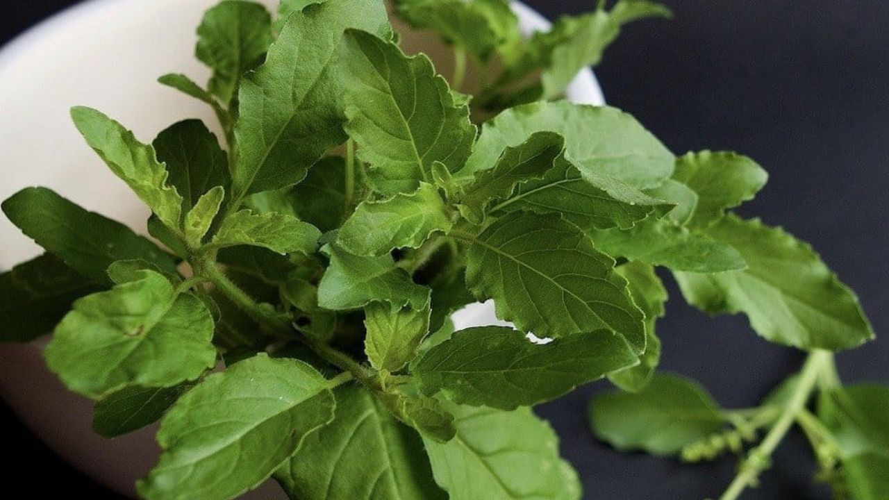 শাস্ত্র মতে বাড়িতে ধন-সম্পদের অভাবের লক্ষণ দেখা দিলে, আর্থিক ক্ষতি যদি বারবার হয়ে থাকেন, শত্রুদের ষড়যন্ত্রে প্রতিবার পরাস্থ হয়ে থাকেন, ছোটখাটো ব্যাপার নিয়ে যদি অশান্তি ও উত্তেজনার সৃষ্টি হয় তাহলে তুলসীরএই সহজ প্রতিকার মেনে চলা উচিত।