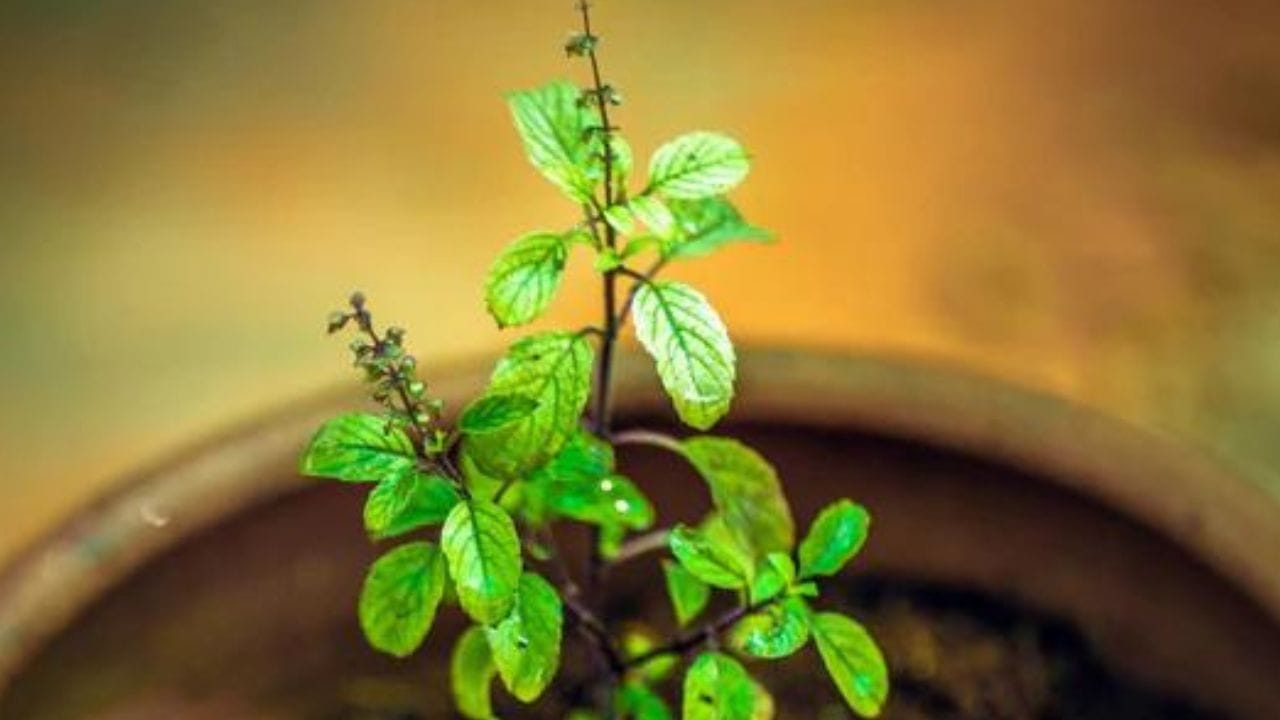 এমনটা আপনার জীবনে হয়ে থাকলে, তুলসী গাছে জলের পরিবর্তে আখের রস ঢালতে পারেন। একটি পাত্রের মধ্যে আখের রস নিয়ে তুলসী গাছের মঞ্চে নিজের নাম ও বংশের বাম সাতবার পাঠ করে রেখে দিন।