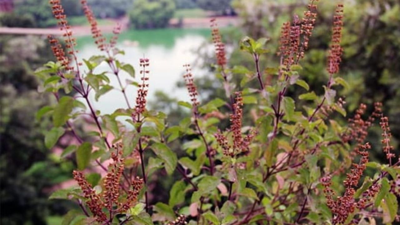 আর্থিক সমস্যা থেকে মুক্তি পেতে প্রতিদিন সকালে স্নানের পর তুলসীমূলে জল নিবেদন করা উচিত। পাশাপাশি সকাল-সন্ধ্যে তুলসীজির কাছে প্রদীপ জ্বালানোও উপকারী। তাবিজ হিসাবেও গলায় তুলসীর শিকড় পরা বেশ উপকারী।