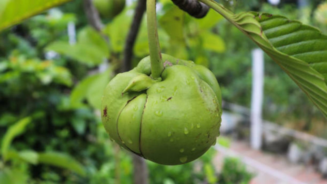 চালতা, আমড়া,করমচা এসব গ্রাম বাংলার খুবই জনপ্রিয় ফল। চালতা, আমড়ার চাটনি বলে বলে গোল দেবে টমেটোর চাটনিকে। চালতা দিয়ে আচার, চাটনি, ঝোল অনেক কিছু বানিয়ে নেওয়া যায়।ট