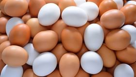 Brown vs White Egg: কুকিং শো দেখে বাদামি ডিম খাবেন ভাবছেন? সাদার থেকে পুষ্টিতে হেরফের হবে কি! Brown vs White Egg: কুকিং শো দেখে বাদামি ডিম খাবেন ভাবছেন? সাদার থেকে পুষ্টিতে হেরফের হবে কি!