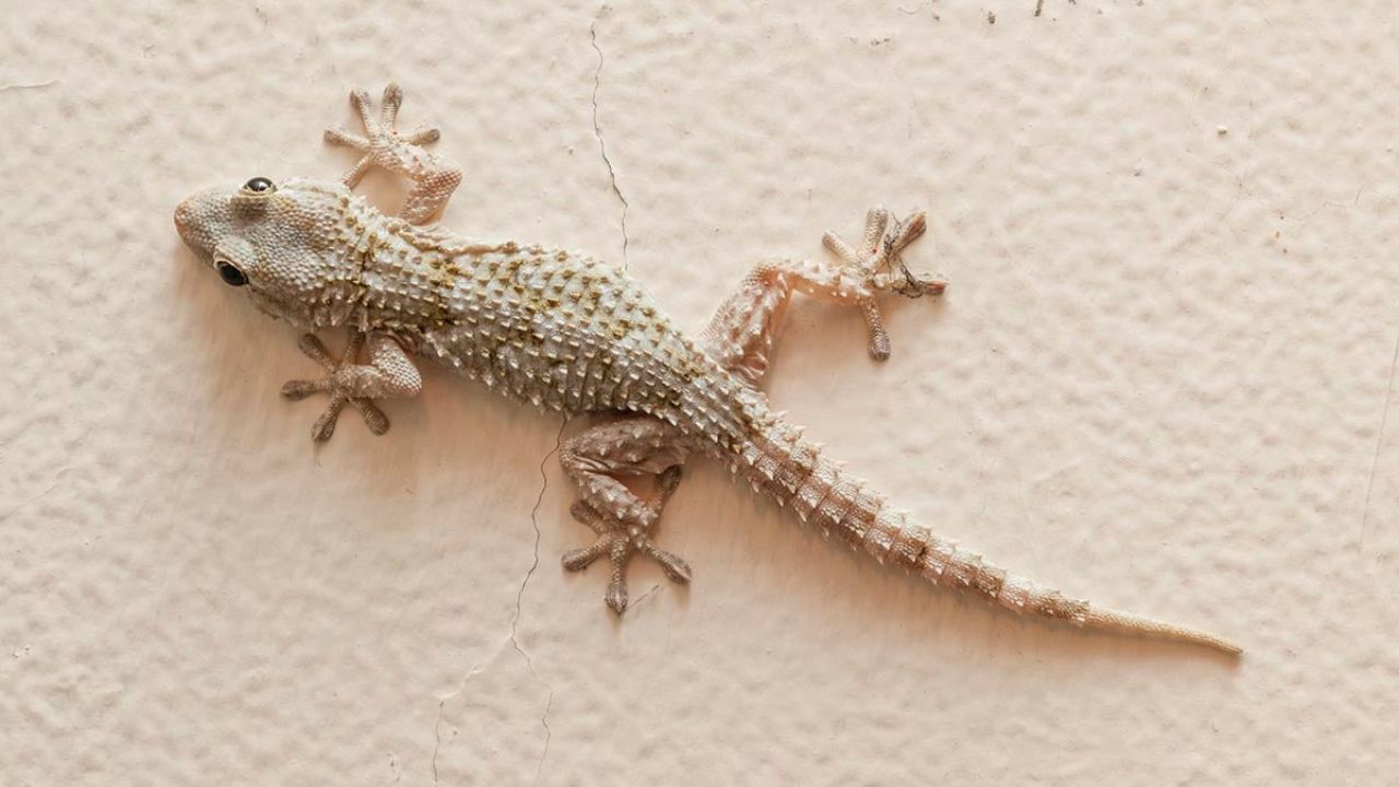 Vastu Tips ঘরে ৩ টিকটিকির মধ্যে রোজ মারামারি লেগেই রয়েছে