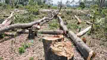 Asansol: শতাধিক গাছ কেটে ফেলার অভিযোগ, বিট দফতরের ভূমিকা নিয়ে প্রশ্ন