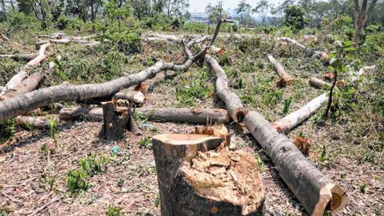 Asansol: শতাধিক গাছ কেটে ফেলার অভিযোগ, বিট দফতরের ভূমিকা নিয়ে প্রশ্ন