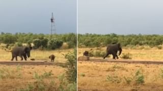 Viral Video: ট্রাক্টরের টায়ারকেই বাইক বানিয়ে ফেলল এক যুবক, চলছে গড়গড়িয়ে; দেখলে থামবে না হাসি