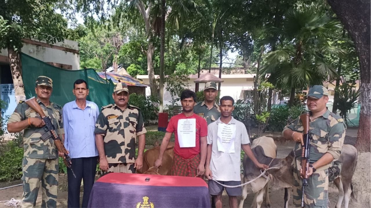 Murshidabad সীমান্তে গরু পাচারের চেষ্টা? দুই বাংলাদেশিকে হাতেনাতে ধরল