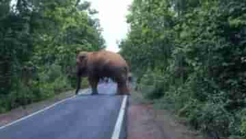 Bankura Elephant: গজরাজের পথ অবরোধ, আড়াই ঘণ্টা থমকে থাকল চাকা, ঠায় বসে চালকরা