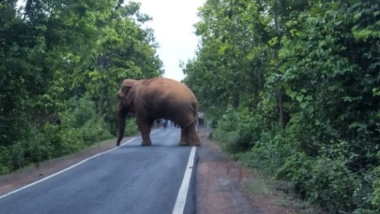 Bankura Elephant: গজরাজের পথ 'অবরোধ', আড়াই ঘণ্টা থমকে থাকল চাকা, ঠায় বসে চালকরা