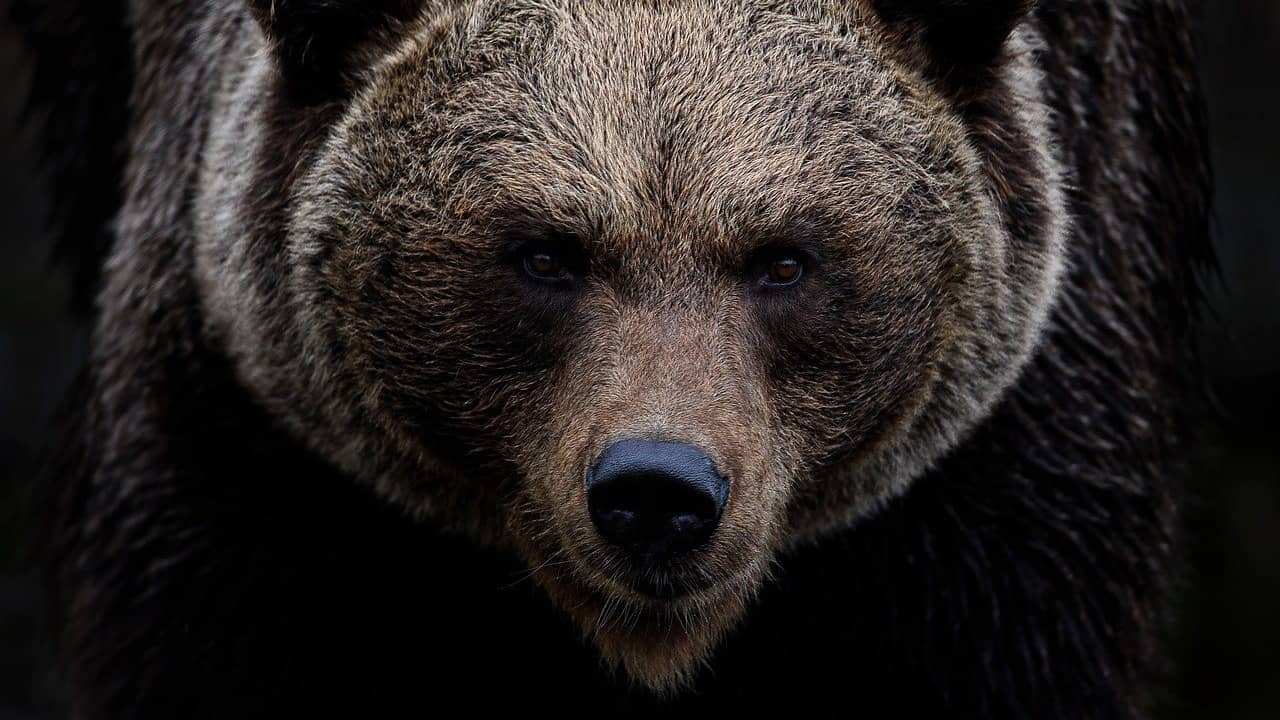 Iraq: যাত্রীবাহী বিমানে আচমকা কাঠের বাক্স ভেঙে বেরিয়ে গেল ভাল্লুক! তারপর যা হল, দেখুন ভিডিয়ো