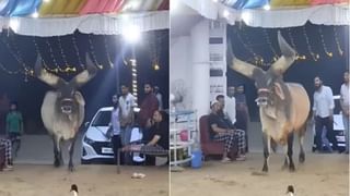 Viral Video: বাঘকে আদর করার ভয়ঙ্কর পরিণাম, হাহুতাশ করে মরতে হল মহিলাকে, নেটিজ়েনরা হতবাক