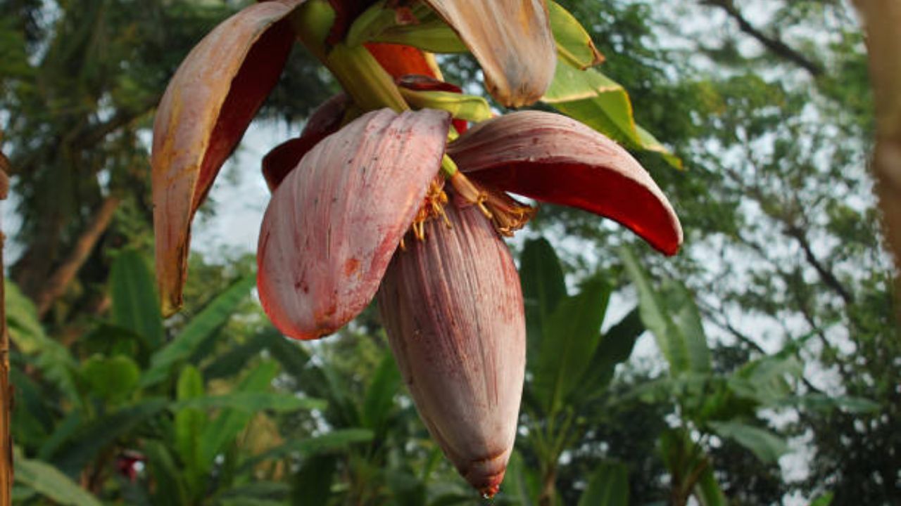 থোড়, মোচা এসব খেতে বেশ ভাল লাগে। যদিও রান্নার ঝামেলার জন্য অনেকেই এসব রান্না করতে চান না। তবে এই সব থোড়, মোচার মধ্যে প্রচুর পরিমাণ পুষ্টি আর আয়রন থাকে। 