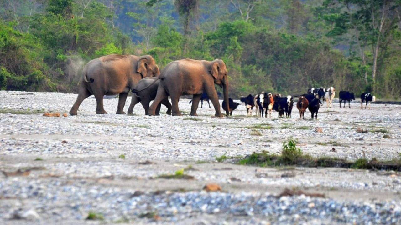 Dooars: পুজোয় ডুয়ার্স যাচ্ছেন? লিস্টে রাখুন এই ৫ জায়গা, মিলবে হাতি দেখার সুযোগও