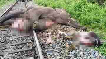 Elephant death in train accident: রক্তপাত ঠেকাতে বড় উদ্যোগ রেলের, লাইনে হাতি এলেই আগাম সতর্ক করবে এই অত্যাধুনিক এই ডিভাইস