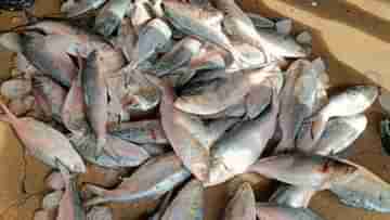 Hilsa Fish: দুপুরের ভূরিভোজে পাতে ইলিশ, আগের সেই স্বাদ পাচ্ছেন না, কারণ জানেন?