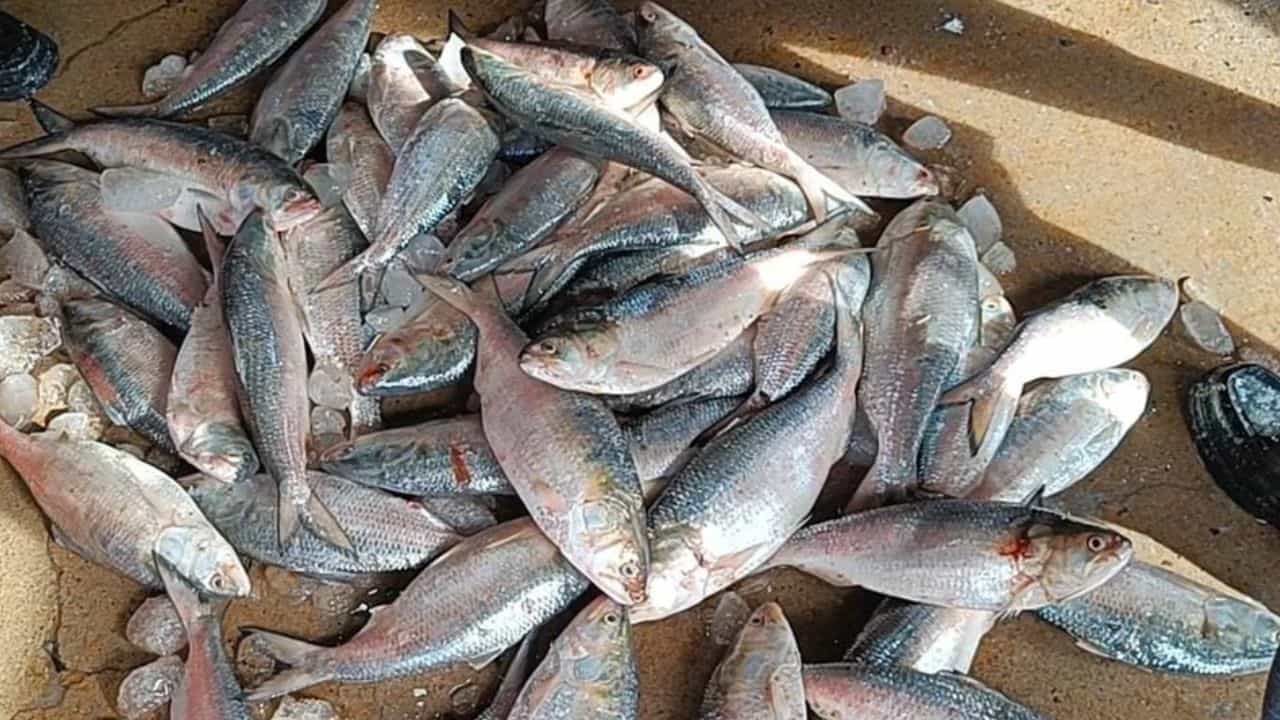 Hilsa Fish: ইলিশ: নদী আর সাগরের ইলিশ চেনার উপায় কী? Hilsa Fish: ইলিশ: নদী আর সাগরের ইলিশ চেনার উপায় কী?