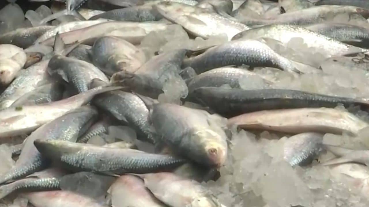 Hilsa fish: জেলেদের জালে ঝাঁকে ঝাঁকে ধরা পড়ছে রুপোলি শস্য, পাতে পড়ছে না ইলিশের রাজ্যের বাসিন্দাদের