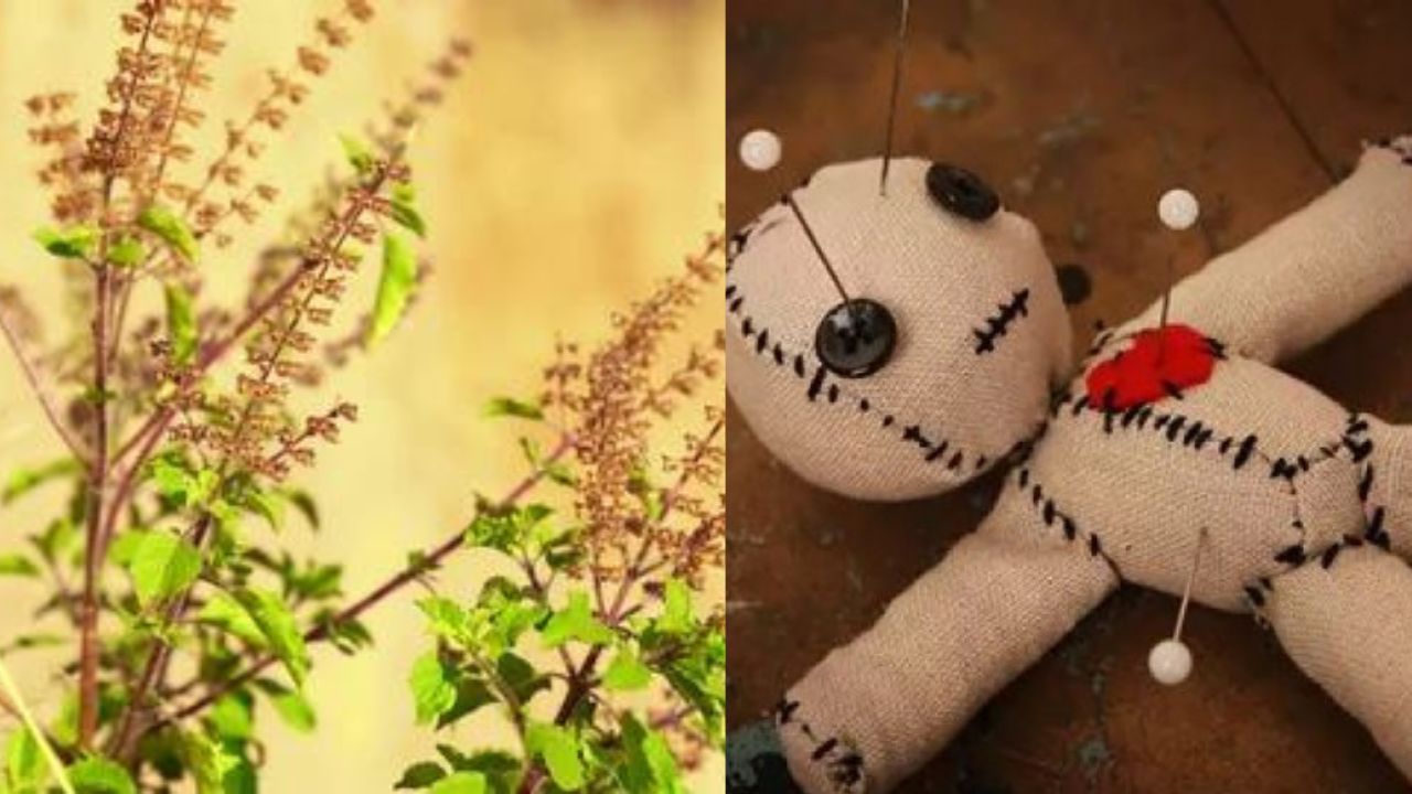 Kala Jadu Upay: ভরা বর্ষাতেও তুলসী গাছ শুকিয়ে কাঠ হয়ে যাচ্ছে? কালা জাদু থেকে রক্ষা পাওয়ার সহজ টোটকা জানুন Kala Jadu Upay: ভরা বর্ষাতেও তুলসী গাছ শুকিয়ে কাঠ হয়ে যাচ্ছে? কালা জাদু থেকে রক্ষা পাওয়ার সহজ টোটকা জানুন