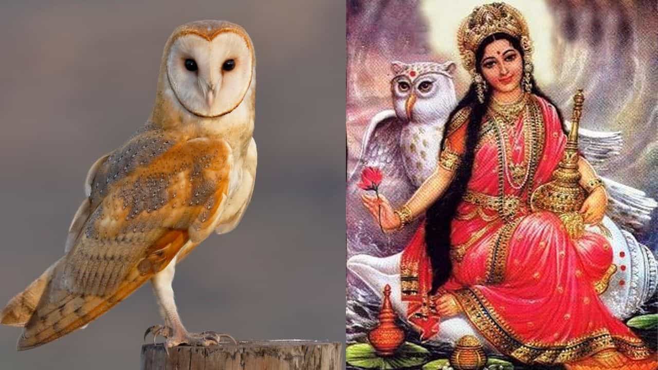 Lakshmi Devi Vahana: পেঁচা কেন দেবী লক্ষ্মীর বাহন? রয়েছে অজানা কাহিনি Lakshmi Devi Vahana: পেঁচা কেন দেবী লক্ষ্মীর বাহন? রয়েছে অজানা কাহিনি