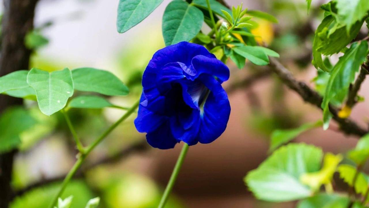 Vastu Tips: খুব চেনা এই গাছের শিকড় রাখুন বাড়িতে, লক্ষ্মীর কৃপায় কেটে যাবে সব সঙ্কট!