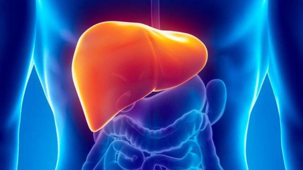 কিডনি, হার্ট এবং মস্তিষ্কের মতো লিভারও আমাদের শরীরের সবচেয়ে গুরুত্বপূর্ণ অঙ্গগুলির মধ্যে গণ্য করা হয়। লিভার শরীরের অনেক গুরুত্বপূর্ণ কাজে সহায়তা করে।  যেমন- ডিটক্সিফিকেশন, মেটাবলিজমের খেয়াল রাখা এবং পুষ্টি সঞ্চয়। লিভার সুস্থ থাকলে সুস্থ থাকে শরীরও।