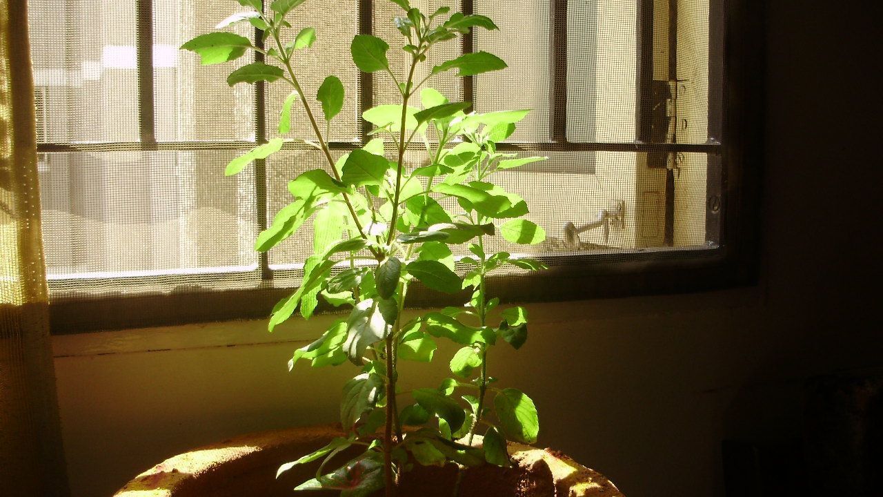 Lucky Plants with Tulsi: তুলসীর সঙ্গে লাগান এই ৩ লাকি গাছ, উন্নতির পথ খুলে হিরের মতো জ্বল জ্বল করবে ভাগ্য