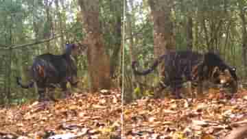 Viral Video: ওড়িশার সিমলিপালে দেখা মিলল কালো রঙের মেলানিস্টিক বাঘের, ভাইরাল হল ভিডিয়ো