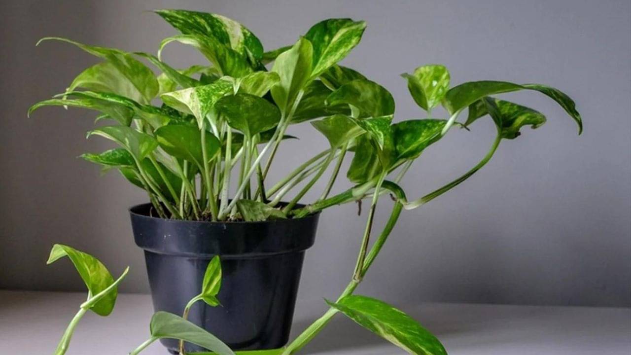 Money Plant Tips: অর্থের লোভে ঘরে রেখেছেন মানিপ্ল্যান্ট! বাস্তুমতে, ঠিক জায়গায় রেখেছেন তো?